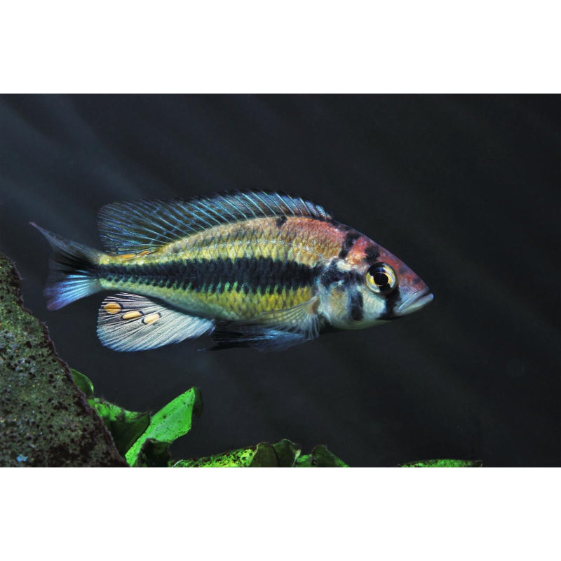 Haplochromis Paropius
