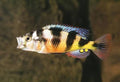 Haplochromis Latifaciatus