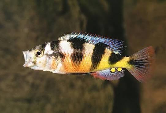 Haplochromis Latifaciatus