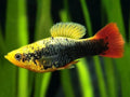 Hawaii Variatus Platies