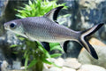 Hi-Fin Pangasius