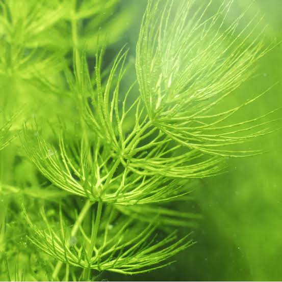 Hornwort Strands (20cm+)