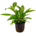 Hygrophila Corymbosa