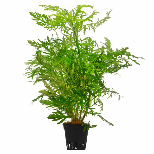 Hygrophila Difformis
