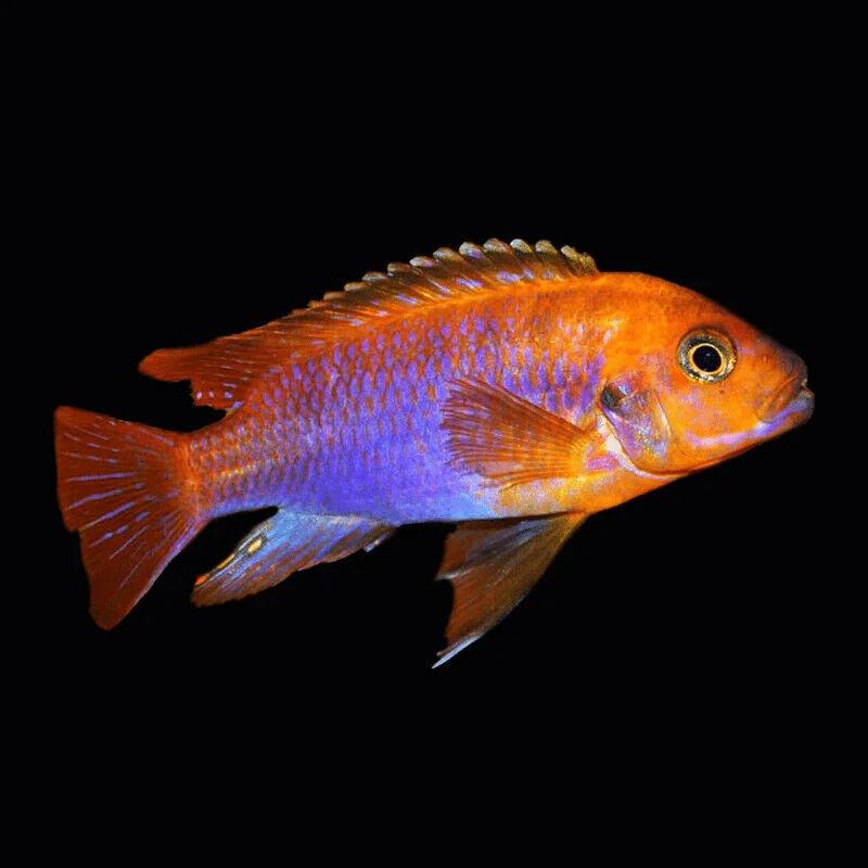 Idiotropheus Sprengerae