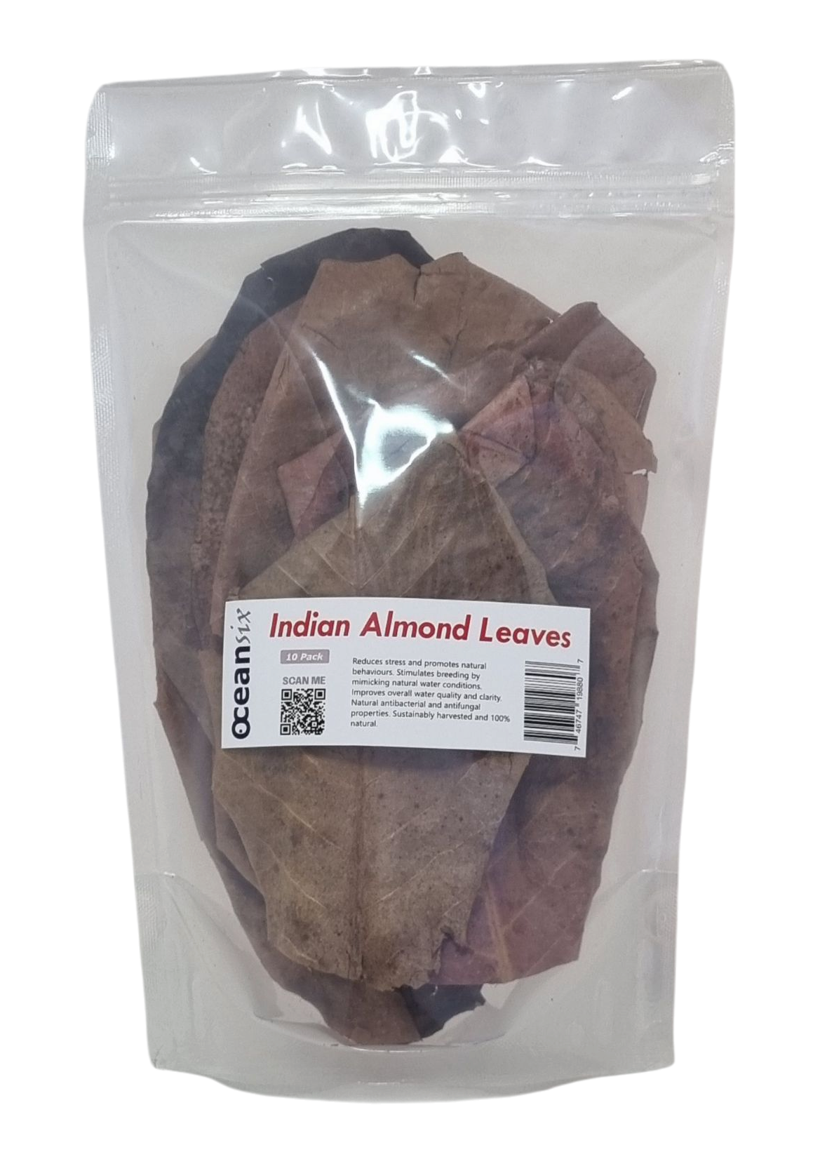 Indian Almond Leaves – Catappa Leaves (10 Pack)