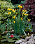 Water IRIS - Yellow flower