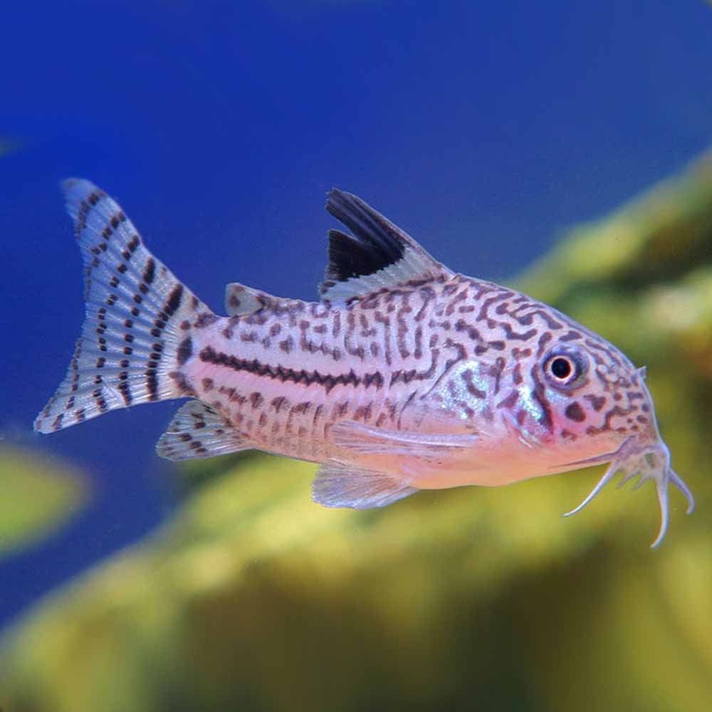 Julii Corydoras