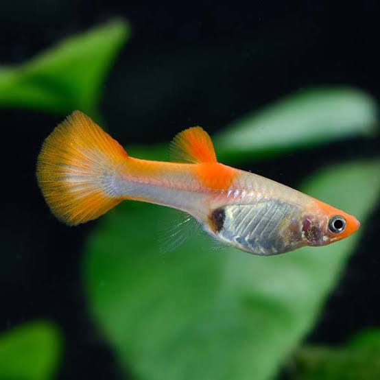 Kohaku Guppy FEMALES