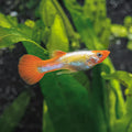 Kohaku Guppy MALES