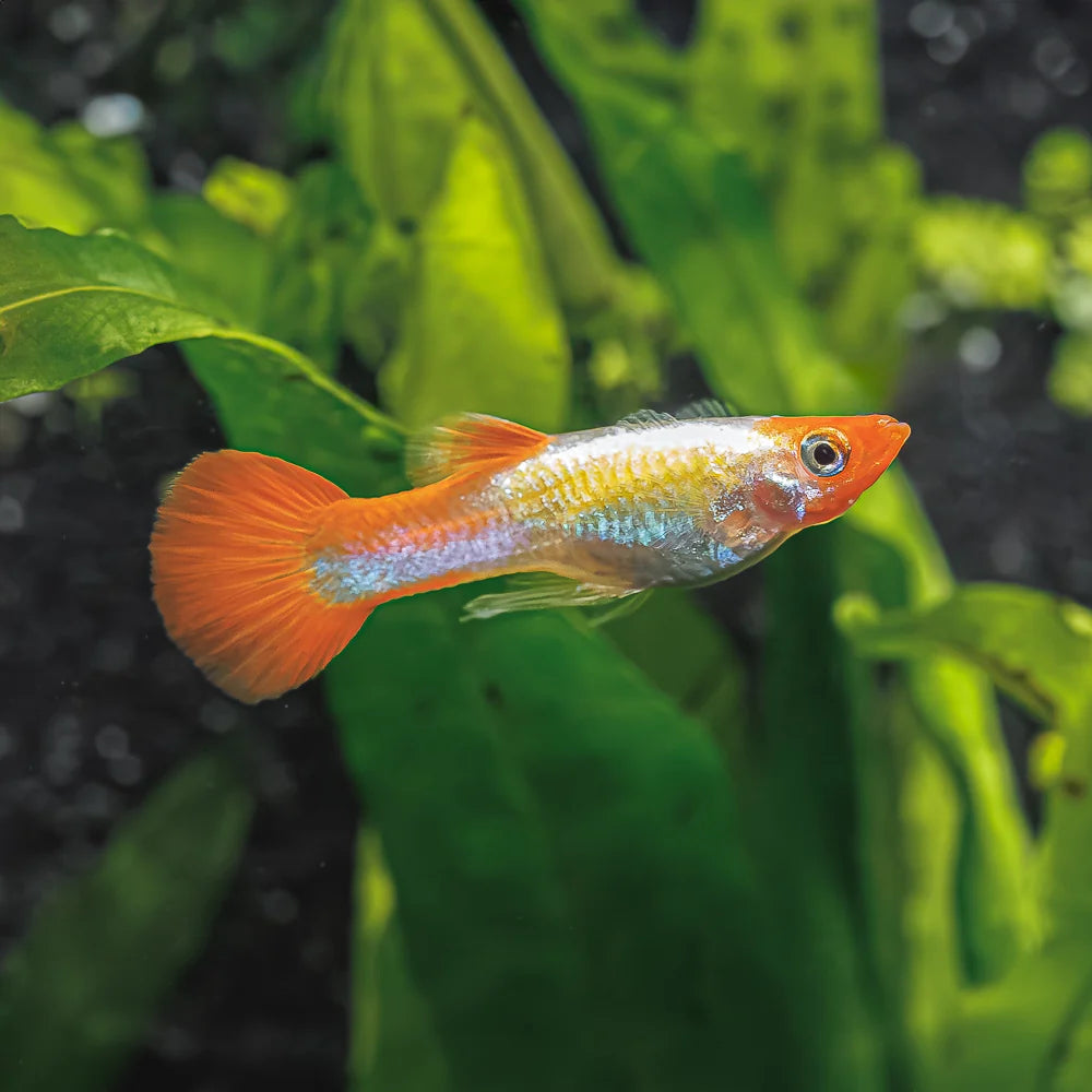 Kohaku Guppy MALES