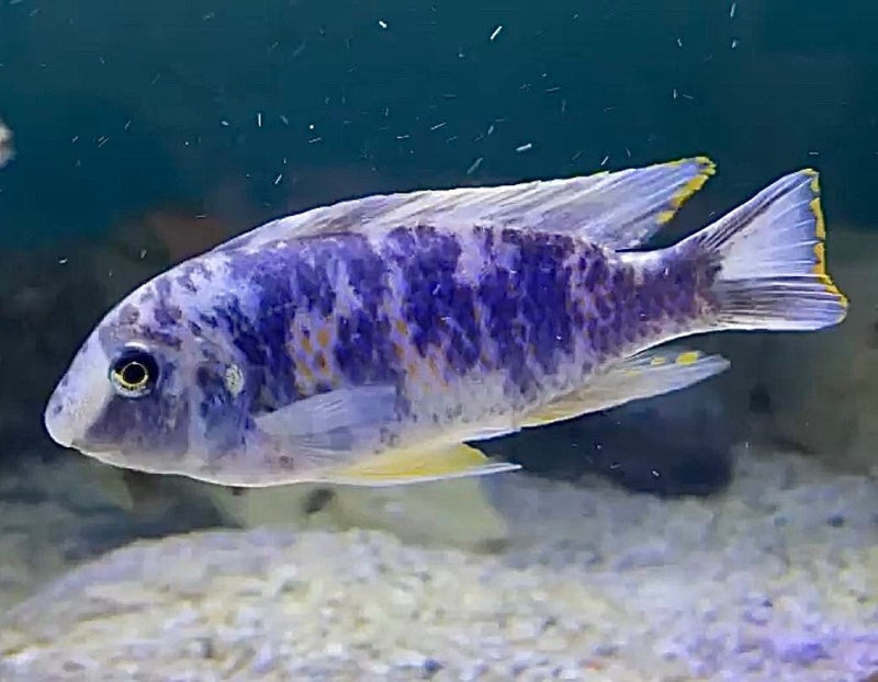 Labeotropheus Fuelleborni Alticodia Maleri Island