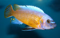 Labeotropheus Fuelleborni Katale