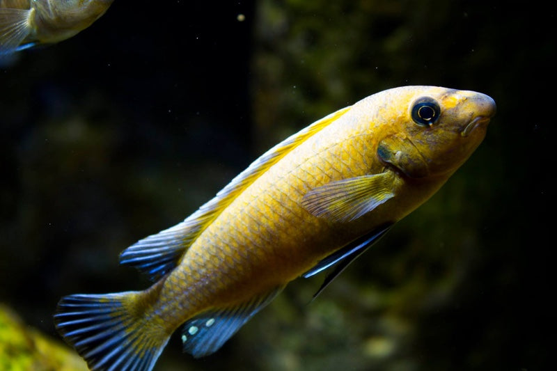 Labeotropheus Trewavassae Chilumba