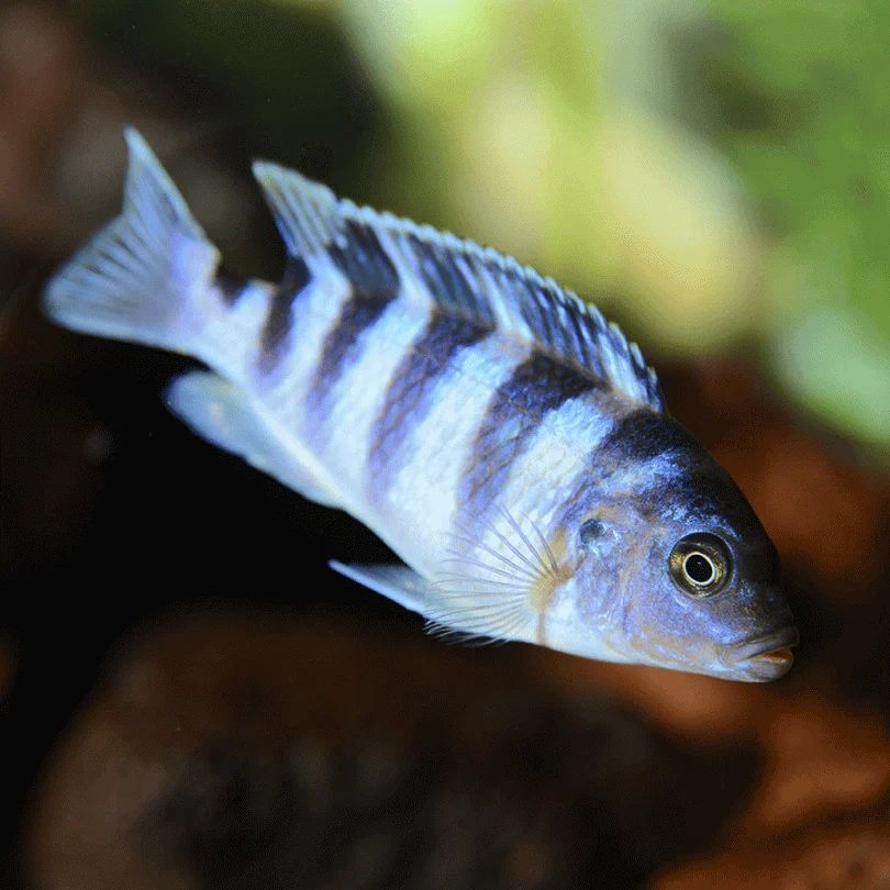 Labidochromis Chisumulae