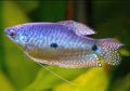 Lavender Gourami