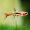 Least Rasbora