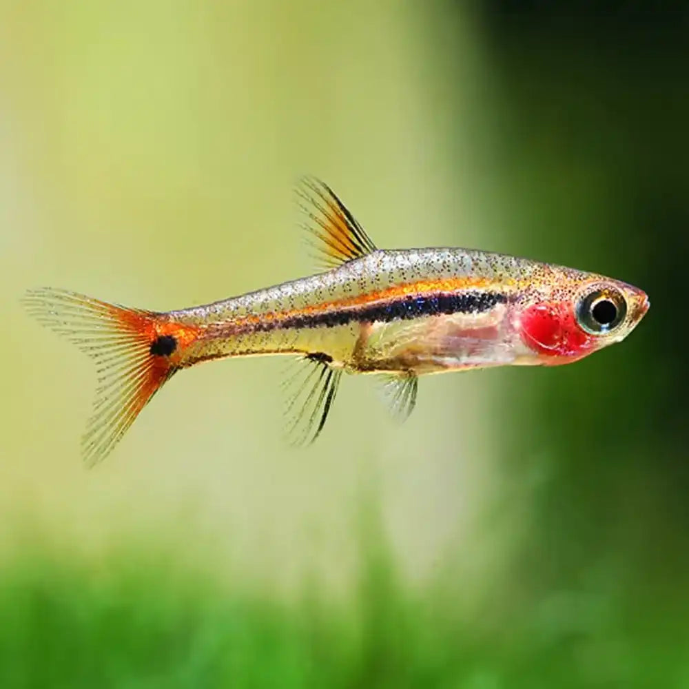 Least Rasbora