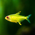Lemon Tetra