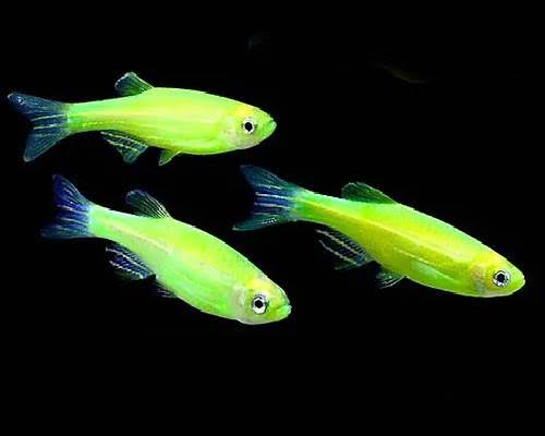 Flourescent Danio - Lime Green