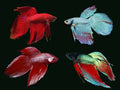 Longfin Bettas MALES