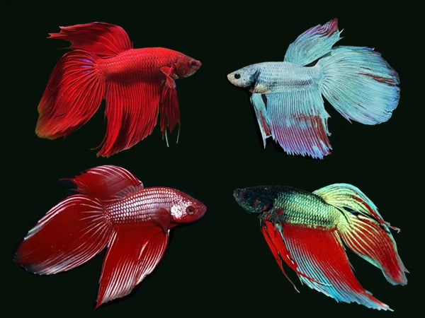 Longfin Bettas MALES