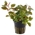 Ludwigia