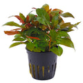 Ludwigia Glandulosa (Red)