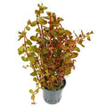 Ludwigia Guinea