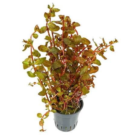 Ludwigia Guinea