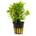 Ludwigia Inclinata