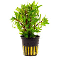 Ludwigia Inclinata