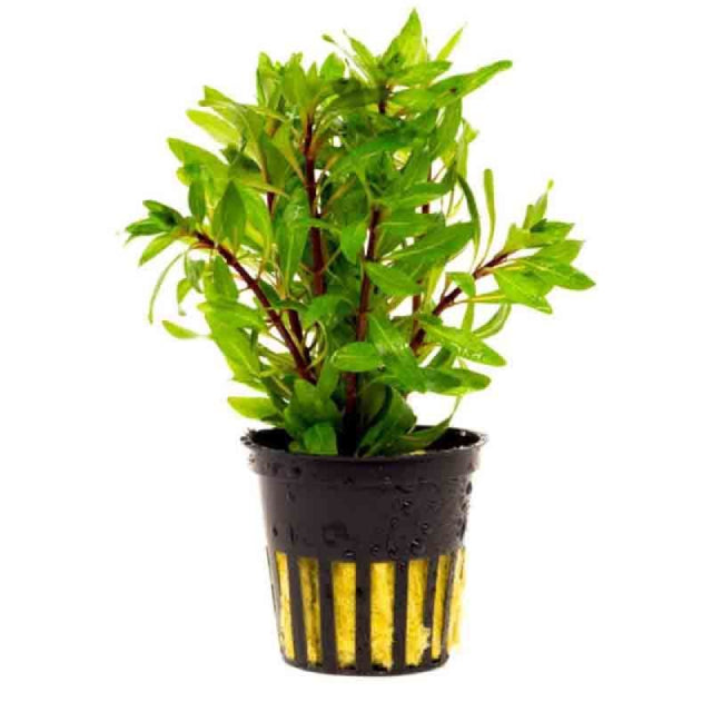 Ludwigia Inclinata
