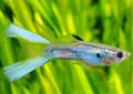 Lyretail Guppy MALES