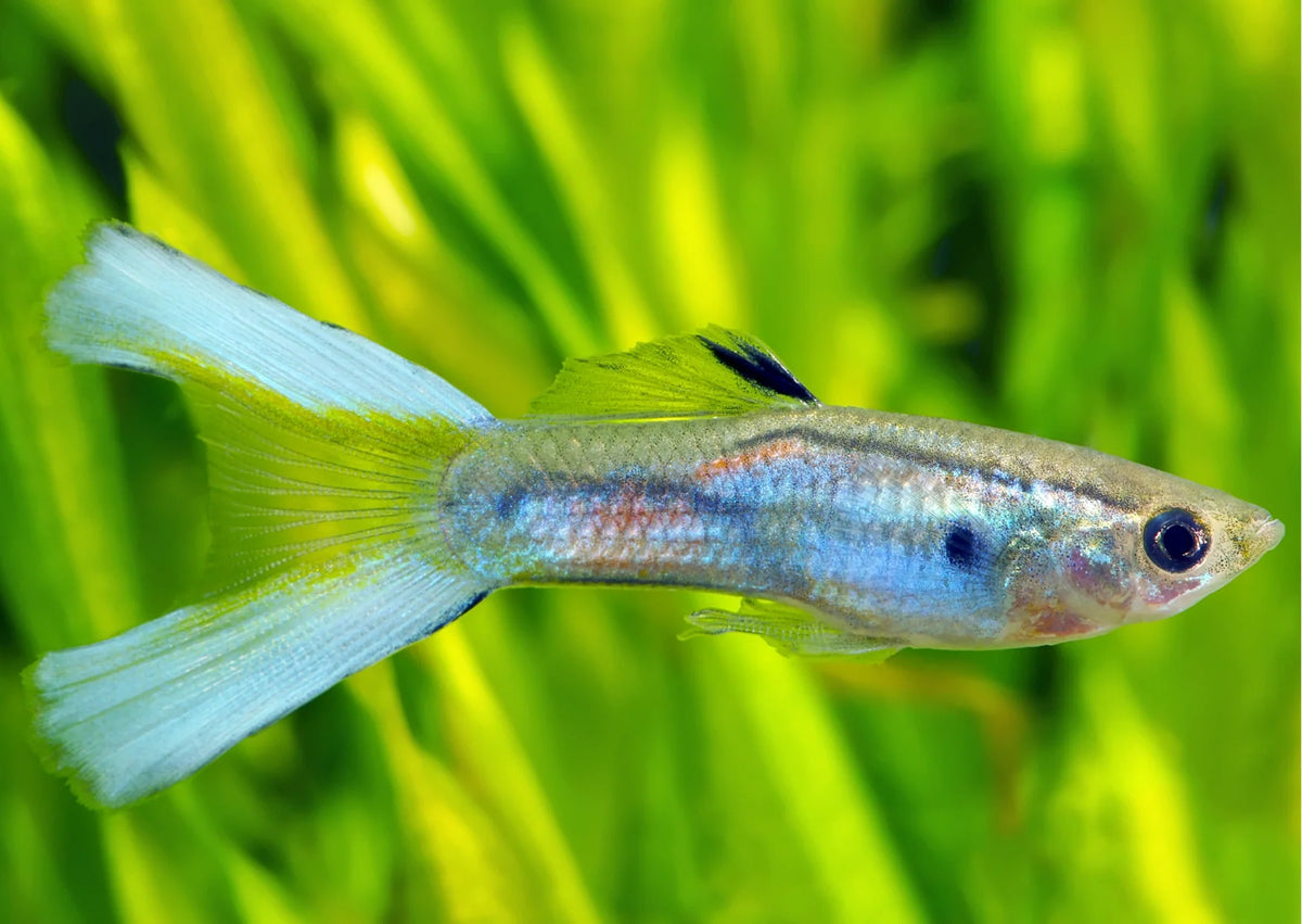 Lyretail Guppy MALES