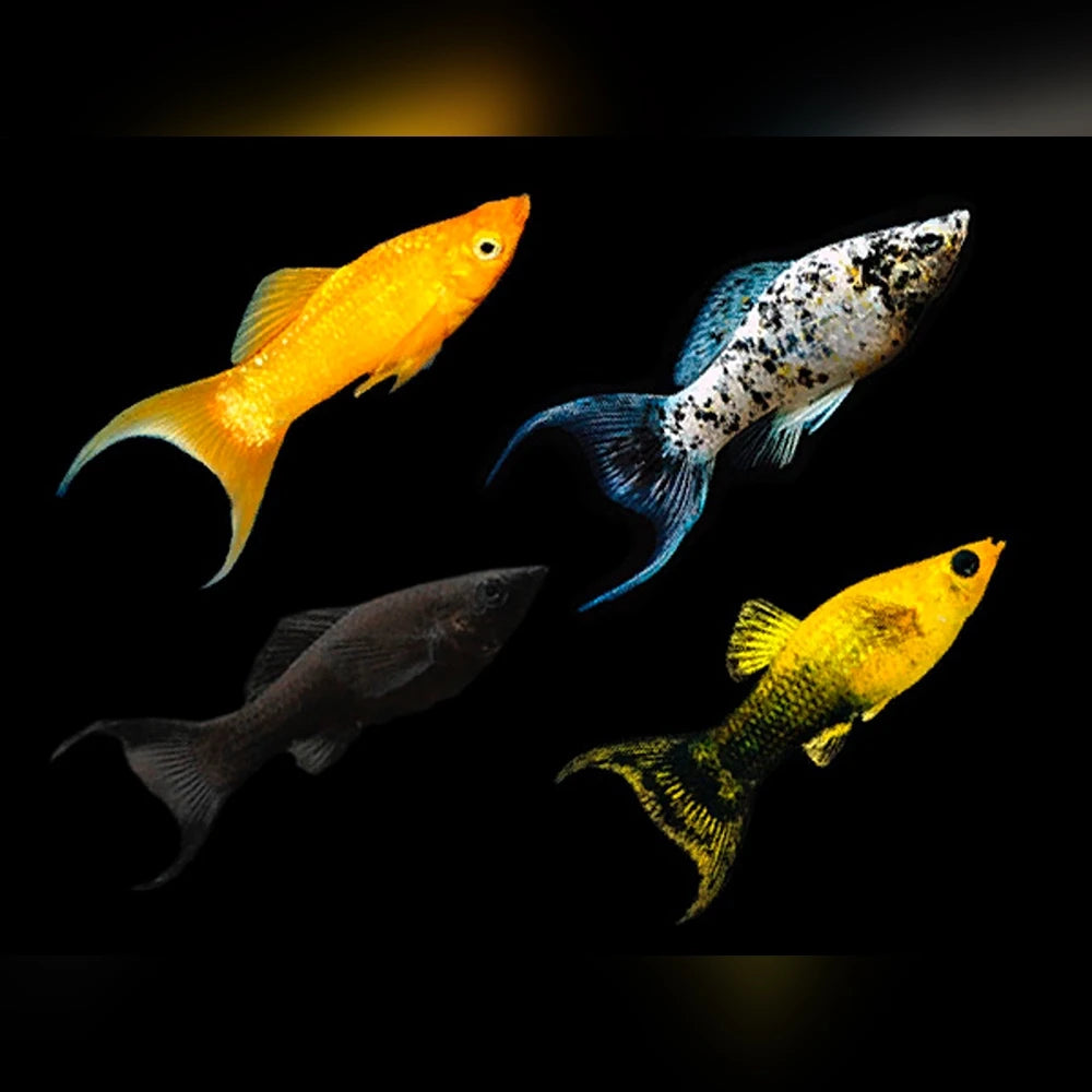 Lyretail Mollies