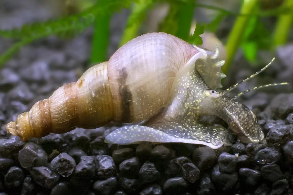 Malaysian Trumpet Snail