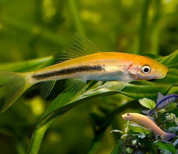 Marble Algae Eaters