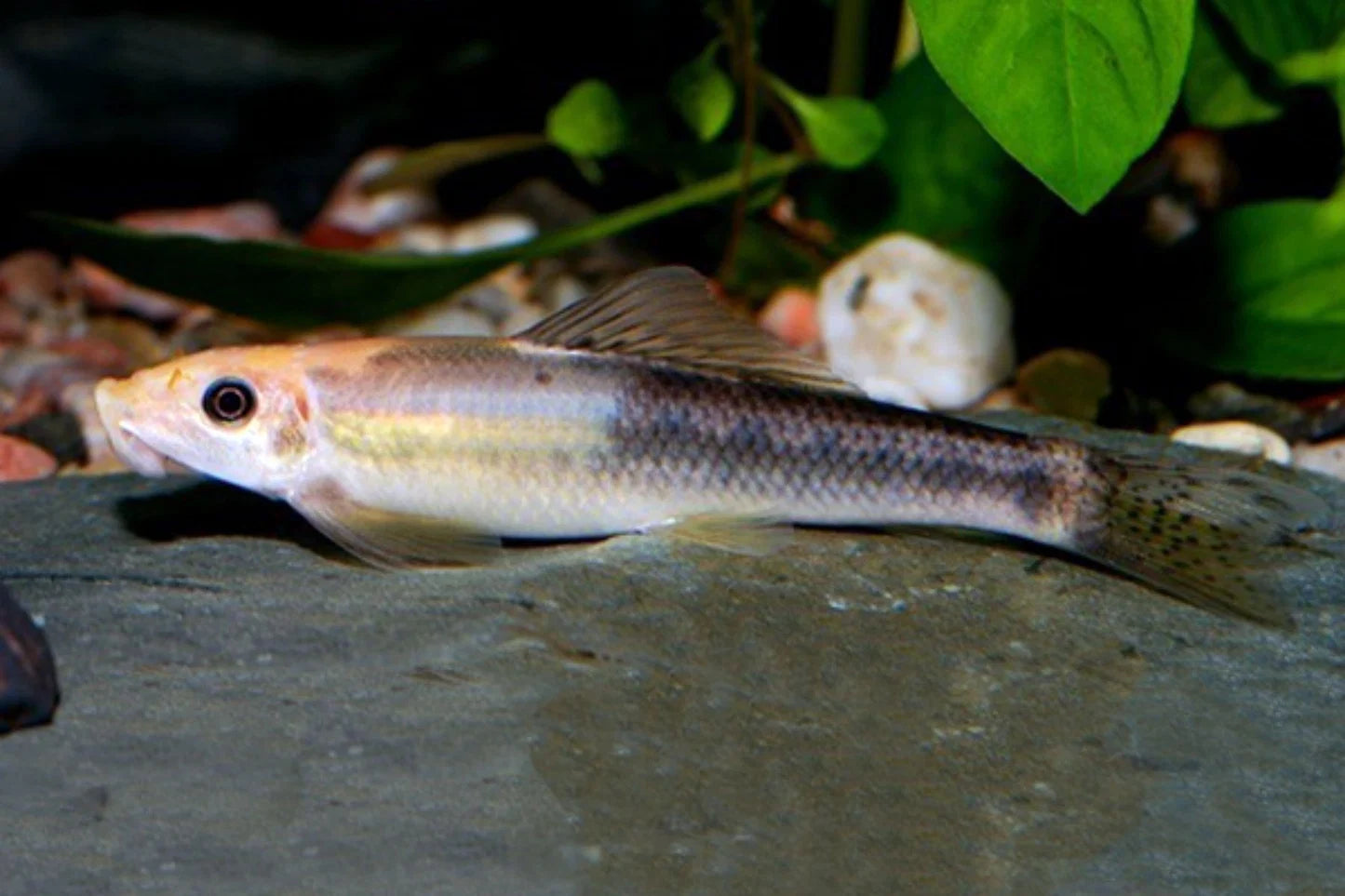 Marble Algae Eater