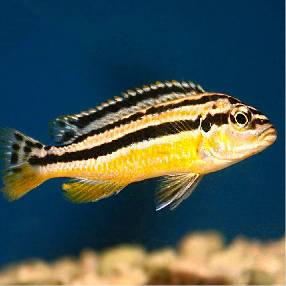 Melanochromis Auratus