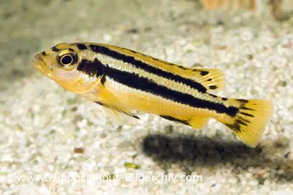 Melanochromis Chipokae