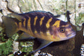 Melanochromis Crabro
