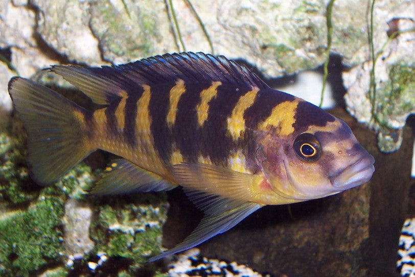 Melanochromis Crabro