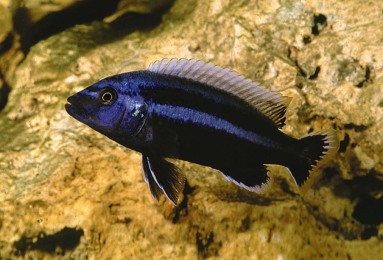 Melanochromis Dialeptos