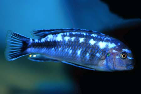 Melanochromis Johani