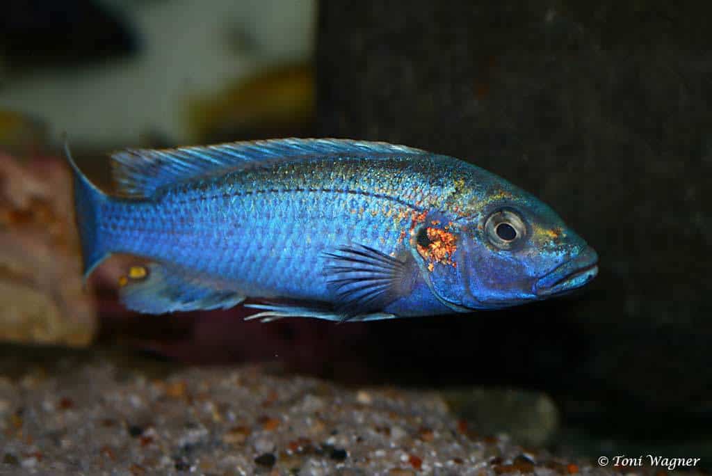 Melanochromis Lepidiadaptes