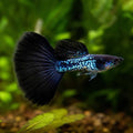 Metal Snakeskin Black Lace Guppy MALES