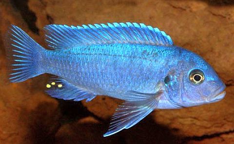Metriaclima Blue Cobalt