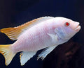 Metriaclima Estherae Albino