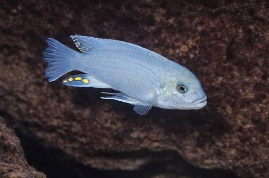 Metriaclima Estherae Blue